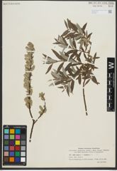 Foto von Salix repens L. x Salix viminalis L.